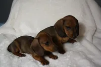 Gordon, a male Miniature Dachshund for sale in Marmaduke, AR – Photo 6 of 7