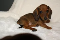 Gordon, a male Miniature Dachshund for sale in Marmaduke, AR – Photo 2 of 7