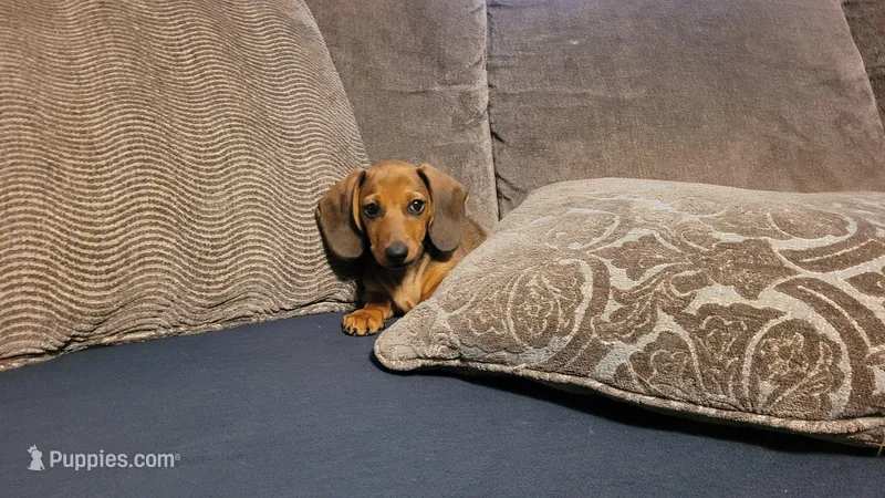 Gordon aka Buddy, a male Miniature Dachshund for sale in Marmaduke, AR – Photo 1 of 6