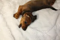 Gordon, a male Miniature Dachshund for sale in Marmaduke, AR – Photo 3 of 7