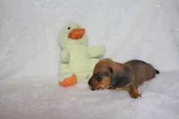 Gordon, a male Miniature Dachshund for sale in Marmaduke, AR – Photo 2 of 5