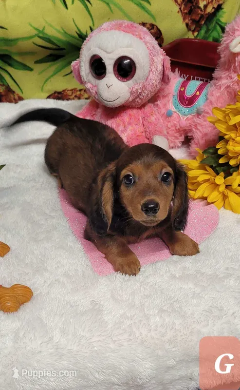 Jenna – Miniature Dachshund puppy for sale in Marmaduke, AR