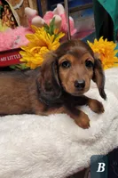 Jasper, a male Miniature Dachshund for sale in Marmaduke, AR – 1 of 2