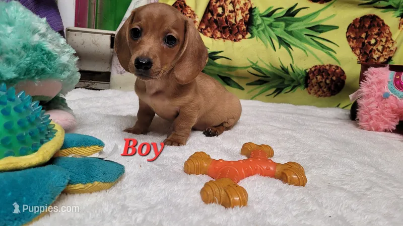 River – Miniature Dachshund puppy for sale in Marmaduke, AR