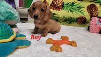 River, a male Miniature Dachshund for sale in Marmaduke, AR – 1 of 1