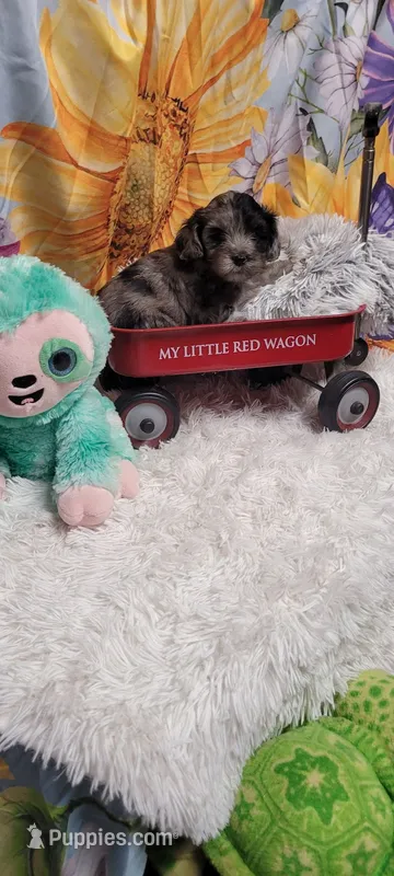 Bulley-CKC – Poodle - Miniature , Miniature Australian Shepherd puppy for sale in Marmaduke, AR