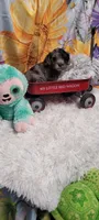 Bulley-CKC, a male Poodle - Miniature  and Miniature Australian Shepherd for sale in Marmaduke, AR – 1 of 4
