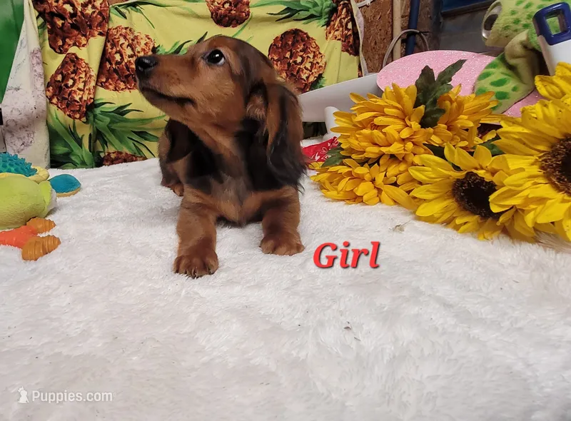 Rayna – Dachshund, Miniature Dachshund puppy for sale in Marmaduke, AR