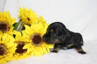 Gemma, a female Miniature Dachshund for sale in Marmaduke, AR – Photo 1 of 6