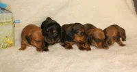 Gemma, a female Miniature Dachshund for sale in Marmaduke, AR – Photo 6 of 6