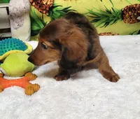 Rayna, a female Dachshund and Miniature Dachshund for sale in Marmaduke, AR – 2 of 2