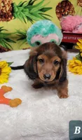 Jasper, a male Miniature Dachshund for sale in Marmaduke, AR – 2 of 2
