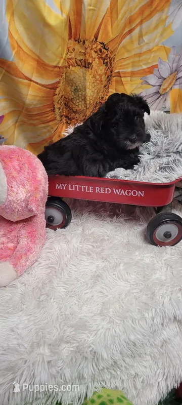 Betsy-CKC – Australian Shepherd, Poodle - Miniature  puppy for sale in Marmaduke, AR
