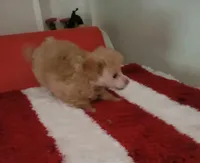 Rosie-CKC, a female Poodle - Toy  for sale in Marmaduke, AR – Photo 1 of 5