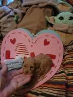 Rosie-CKC, a female Poodle - Toy  for sale in Marmaduke, AR – Photo 2 of 5