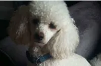 Rosie-CKC, a female Poodle - Toy  for sale in Marmaduke, AR – Photo 5 of 5