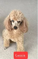 Rosie-CKC, a female Poodle - Toy  for sale in Marmaduke, AR – Photo 3 of 5