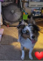 Betsy-CKC, a female Australian Shepherd and Poodle - Miniature  for sale in Marmaduke, AR – 3 of 4