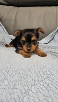 Loki, a male Yorkshire Terrier for sale in Marmaduke, AR – 4 of 5