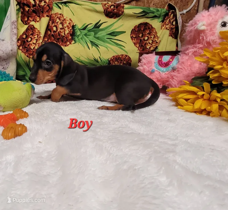 Rudi – Miniature Dachshund puppy for sale in Marmaduke, AR