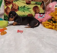 Rudi, a male Miniature Dachshund for sale in Marmaduke, AR – 1 of 1