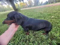 Hephaestus "Harvey", a male Miniature Dachshund for sale in Marmaduke, AR – Photo 4 of 5