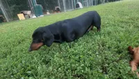 Hephaestus "Harvey", a male Miniature Dachshund for sale in Marmaduke, AR – Photo 5 of 5