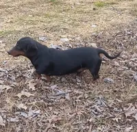 Hephaestus "Harvey", a male Miniature Dachshund for sale in Marmaduke, AR – Photo 3 of 5