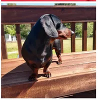 Hephaestus "Harvey", a male Miniature Dachshund for sale in Marmaduke, AR – Photo 2 of 5