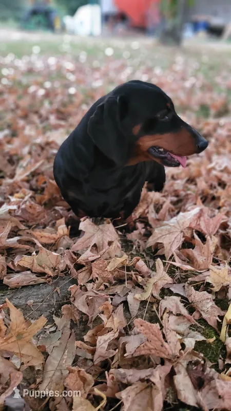 Hephaestus "Harvey", a male Miniature Dachshund for sale in Marmaduke, AR – Photo 1 of 5