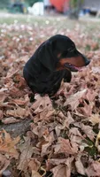 Hephaestus "Harvey", a male Miniature Dachshund for sale in Marmaduke, AR – Photo 1 of 5