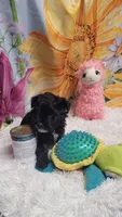 Betsy-CKC, a female Australian Shepherd and Poodle - Miniature  for sale in Marmaduke, AR – 2 of 4