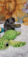 Bulley-CKC, a male Poodle - Miniature  and Miniature Australian Shepherd for sale in Marmaduke, AR – 2 of 4