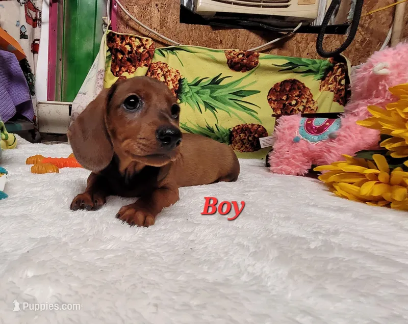 Rusty – Miniature Dachshund puppy for sale in Marmaduke, AR