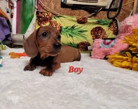 Rusty, a male Miniature Dachshund for sale in Marmaduke, AR – 1 of 1