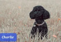 Betsy-CKC, a female Australian Shepherd and Poodle - Miniature  for sale in Marmaduke, AR – 4 of 4