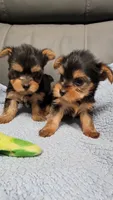 Loki, a male Yorkshire Terrier for sale in Marmaduke, AR – 5 of 5