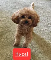 Simone-CKC, a female Yorkipoo for sale in Marmaduke, AR – Photo 4 of 4