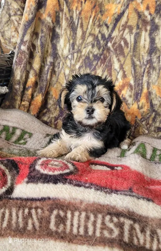 Simone-CKC, a female Yorkipoo for sale in Marmaduke, AR – Photo 1 of 4