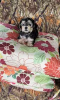 Simone-CKC, a female Yorkipoo for sale in Marmaduke, AR – Photo 2 of 4