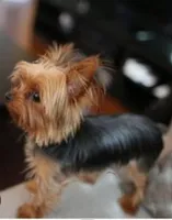 Simone-CKC, a female Yorkipoo for sale in Marmaduke, AR – Photo 3 of 4