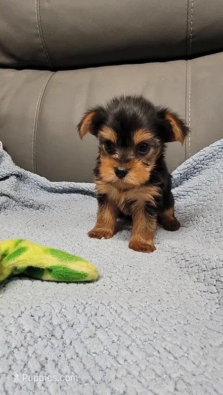 Loki – Yorkshire Terrier puppy for sale in Marmaduke, AR