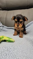 Loki, a male Yorkshire Terrier for sale in Marmaduke, AR – 1 of 5