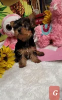 Lainey-Tiny, a female Yorkshire Terrier for sale in Marmaduke, AR – 1 of 1