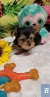 Lenny, a male Yorkshire Terrier for sale in Marmaduke, AR – 1 of 1