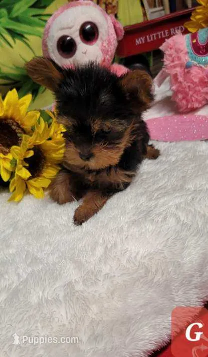 Lexi – Yorkshire Terrier puppy for sale in Marmaduke, AR