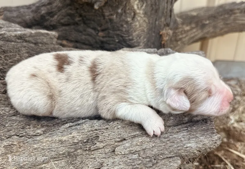 George – Miniature Australian Shepherd puppy for sale in Chelsea, OK