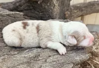 George, a male Miniature Australian Shepherd for sale in Chelsea, OK – 1 of 1