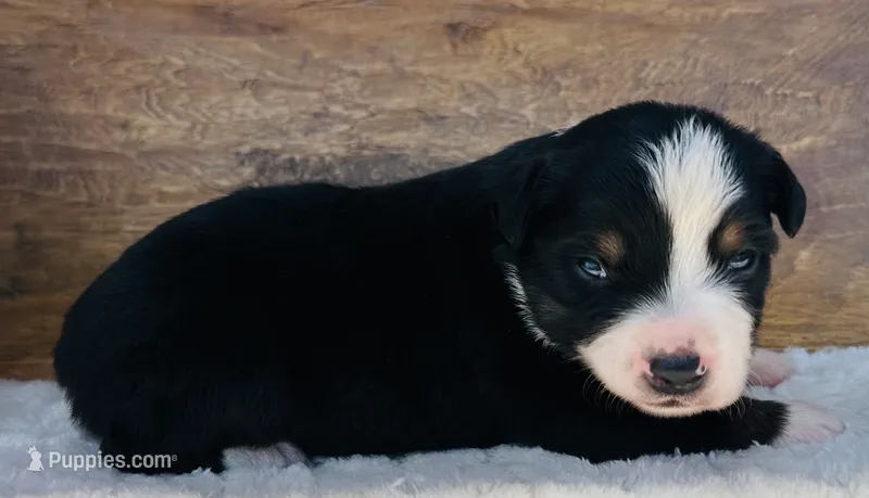 Tom Boy – Miniature Australian Shepherd puppy for sale in Chelsea, OK