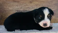 Tom Boy, a male Miniature Australian Shepherd for sale in Chelsea, OK – 2 of 3